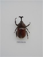 藏品(獨角仙)的圖片